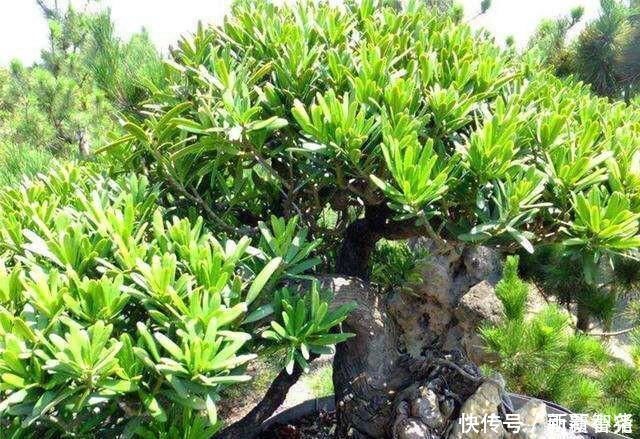 净化|家里养这4种植物，旺财镇宅，净化空气又好看，养一盆特别值