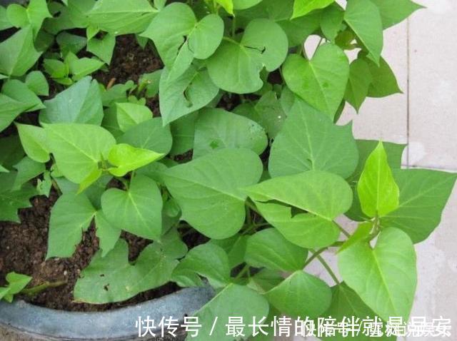 种菜|阳台上最好养的“3种菜”,种一次,吃不完,收获一盆又一盆