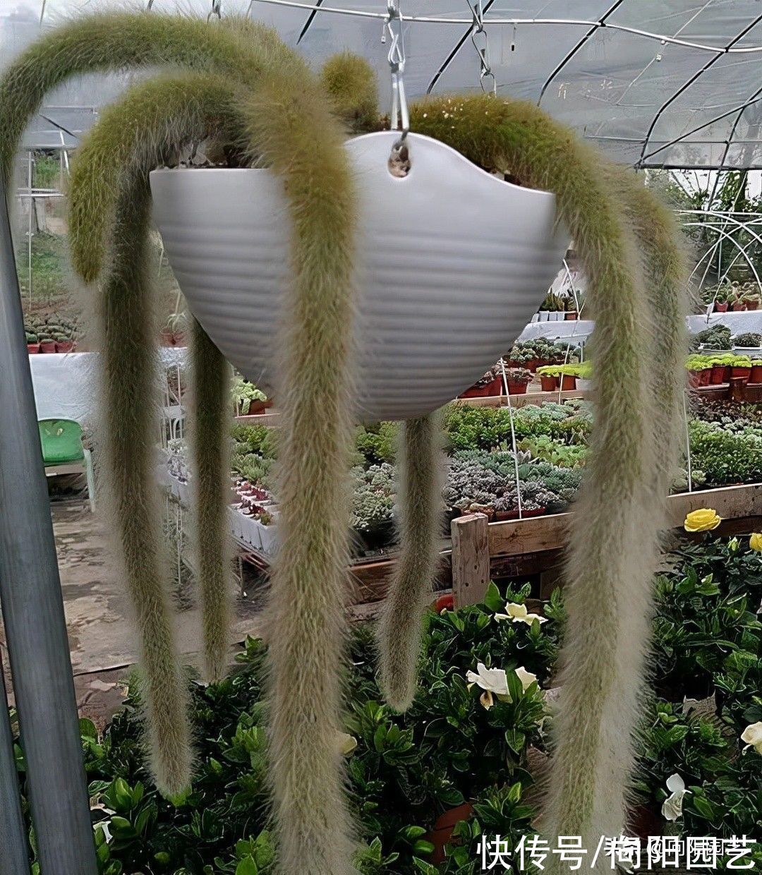 一盆猴尾柱，价值880，很多人不相信，买的人很多，植物也值钱