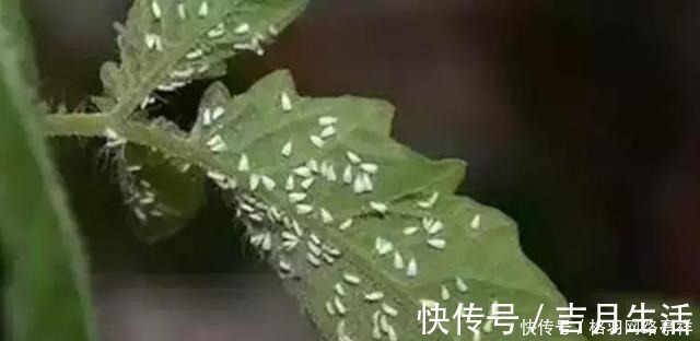 家里养花,生了这个世界性害虫,太难治,一招教你轻松根除白虱粉