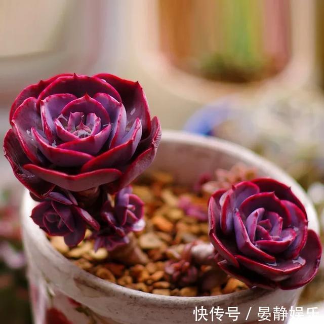 想把“多肉”养爆盆简单,掌握2个关键点,很快就是满满一盆!