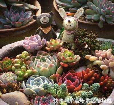 拼盘|7种花，再心动也别买，带回家养不活，新手选择要慎重！