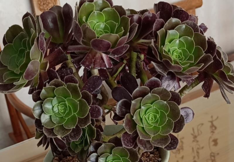 秋天养多肉法师，摆在露天阳台长势旺，状态会更好，长成手捧花