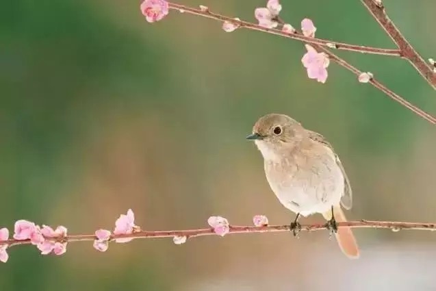 看一代名僧,婉拒一代才女