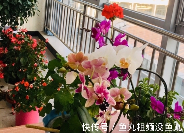 植物|养花为什么要换盆，什么时候换盆，怎么换盆才合适？