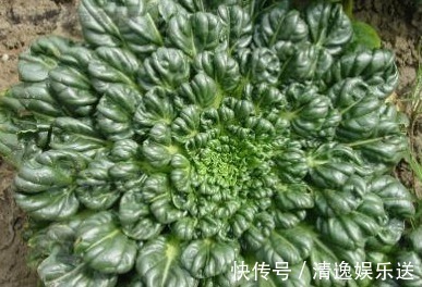 野菜|农村一种野菜像“莲花座”,农民称它植物维生素,在城市广受追捧