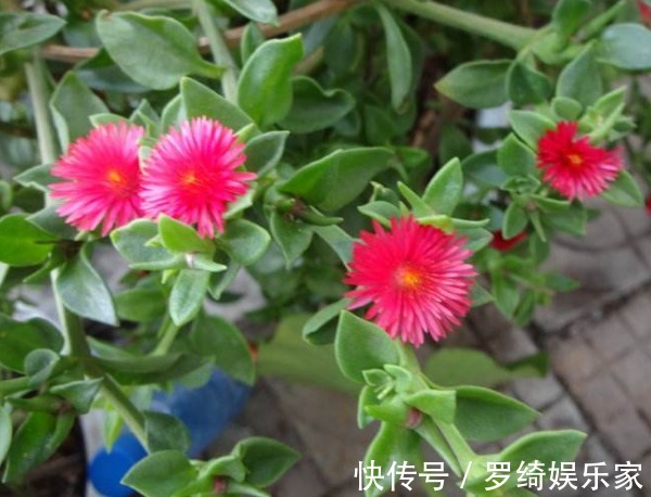 养护|牡丹吊兰总是不开花教你3个养护小妙招,花开满枝头轻松爆盆