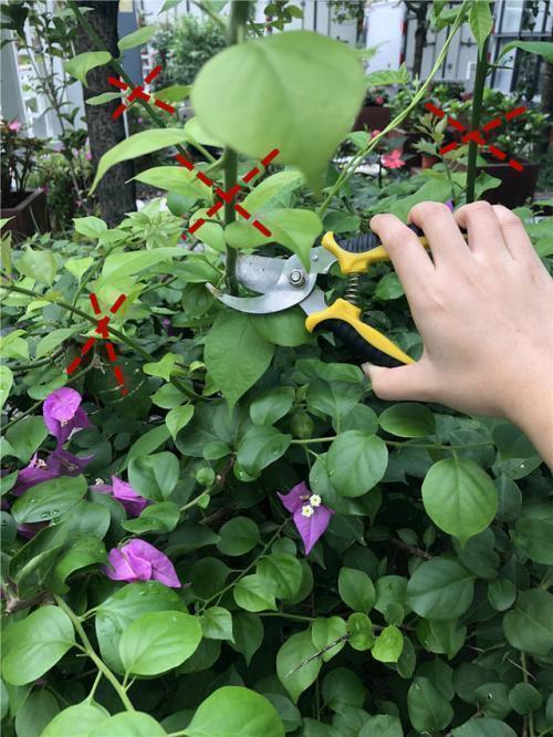 三角梅只冒叶子不开花，找准原因，花比叶子窜得快，这招真有用