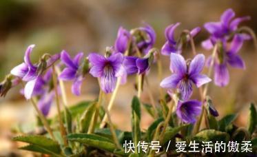 紫花|叶子像犁头，茎干似铁钉，遇见别不认识