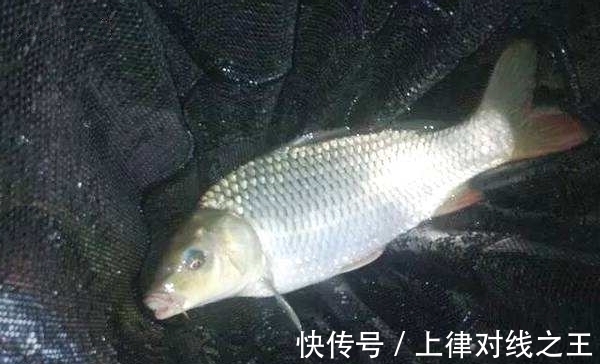 进食|冬季夜钓,这样的天气才能钓到鱼,别看天气冷,也能钓一波