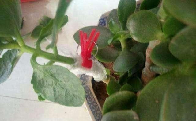 玉树砍一刀,塞上“长寿花”,20天就成活,开满“玉树花”