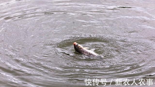 钓鱼|又是钓鱼,江西一男子永远倒在了他喜欢的地方网友:警钟长鸣