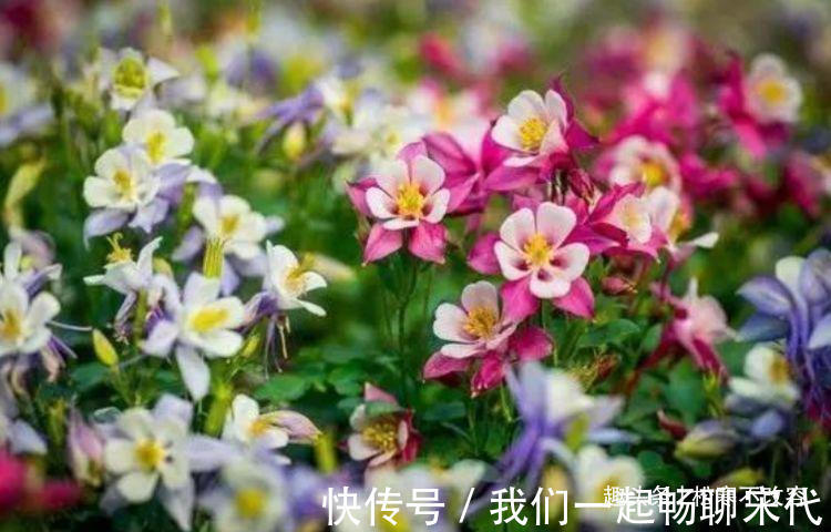 家养此款花卉,浇水越多烂根越快,30天不管,开出漂亮花!