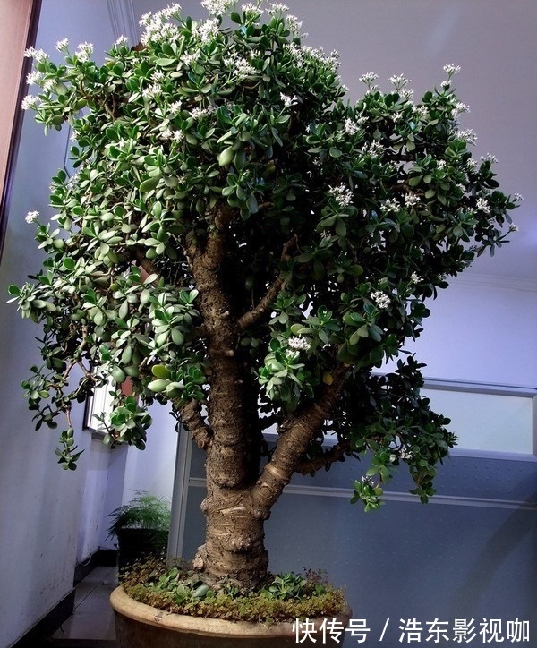 养花|养玉树“盆景”,记住“8字口诀”,2年变“老桩”,价格翻2倍