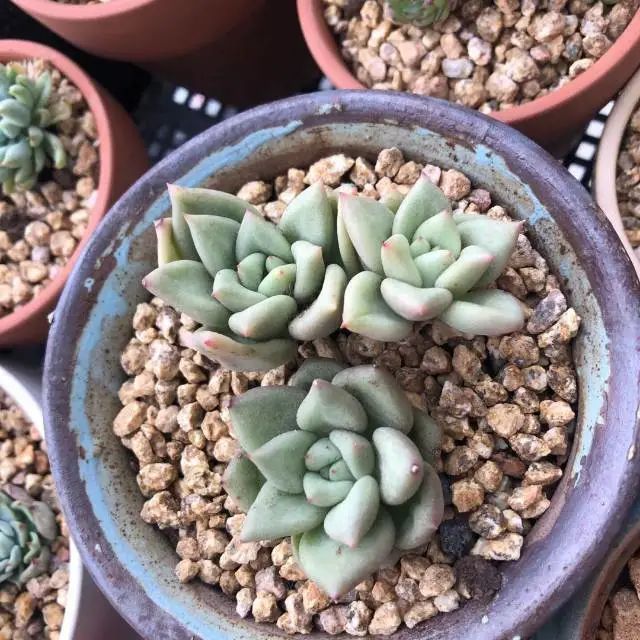 养成一个爱好的重要性和一个养肉人的日常！