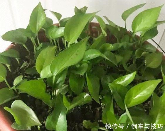 绿萝到底怎么浇水2个浇水技巧，学会浇水就能把绿萝养爆盆！
