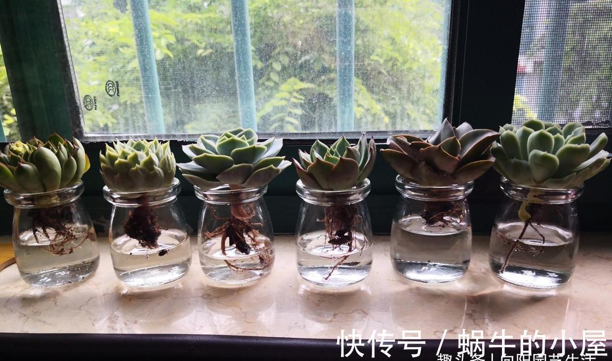 土培|多肉可以不用土养,买几个玻璃瓶,装满水,养多肉很漂亮
