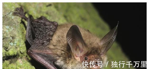 大战!故事:雷雨天,道士上山,和一条蛟龙大战一场