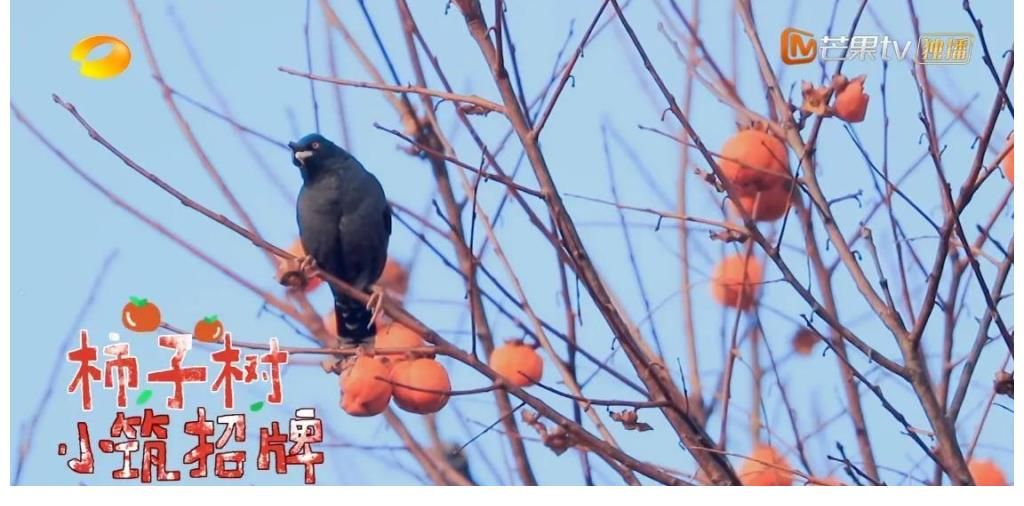 名侦探学院|《云上的小店》汪涵开民宿4800一晚，价钱合不合理算笔账就知道了