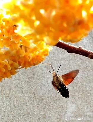 春暖花开，结香芬芳引蝶来