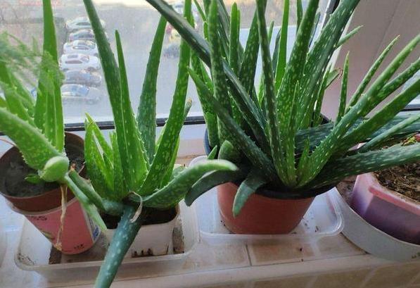 嫌弃厨房油腻腻、污质多摆放上4种植物，随便2盆就能搞定