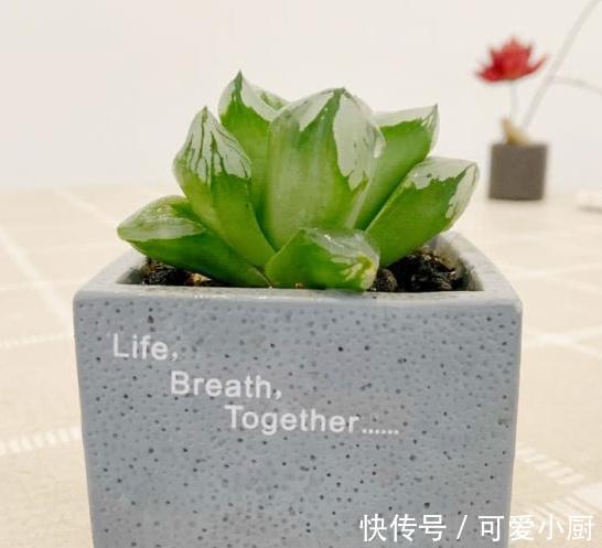 这种美若冰山的多肉,你也可以养得很棒