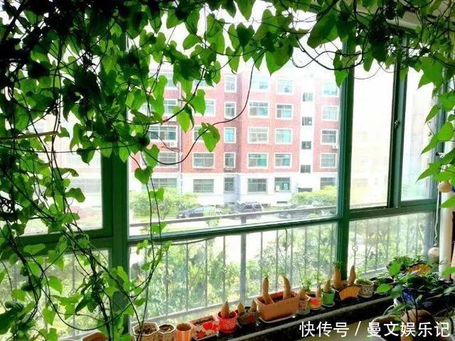 这4种花，不用土只用水，就能养成绿窗帘！