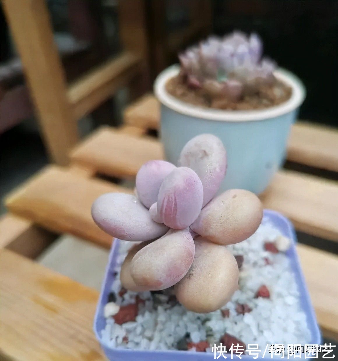 10种多肉最怕水，水多了就“烂根”，养多肉千万不能“手勤”