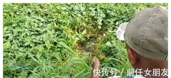 杂草|草太多，鱼被卡住了，镰刀都用上了，但钓获的鲶鱼很肥，值了