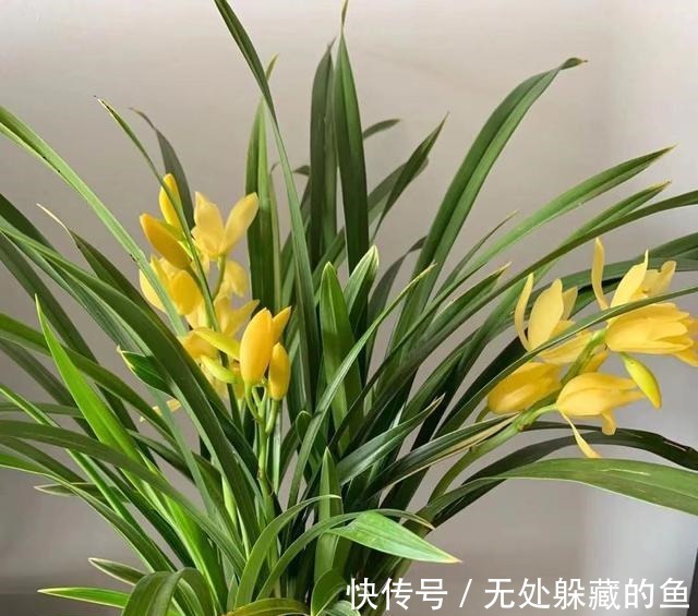 小神童|建议夏天遇到此兰花，别手软，多买些，能让你“清凉一夏”！