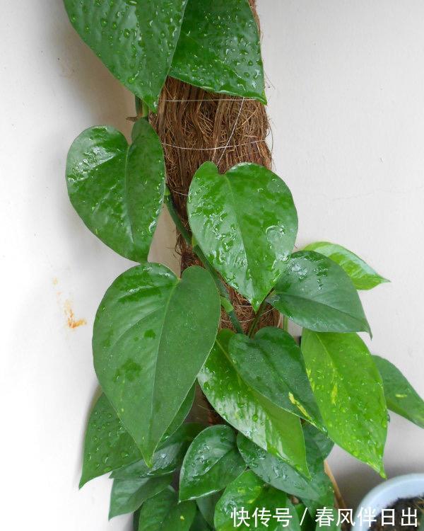 叶子|夏天里,这5种花需要勤浇水,叶子更鲜绿,长势更茂盛