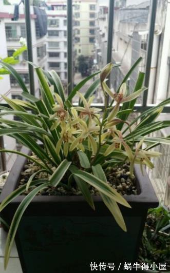 秋天养兰花,教你2个小技巧,学会了快速爆芽,绽放层叠群兰