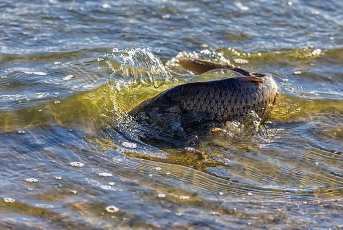 夏天野钓看到这三个信号,说明有大鱼进窝了
