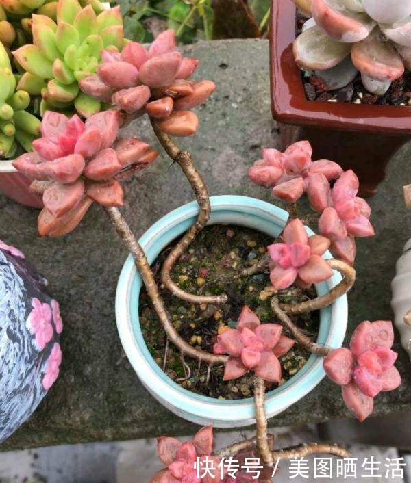 她养多肉,专选“大普货”,养成独特“怪老桩”,大家都夸赞!