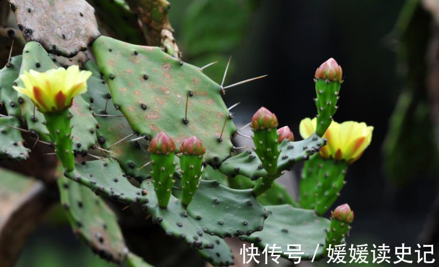 花卉|6种“养不死”的漂亮花，皮实好养真省心，新手随便一养就爆盆