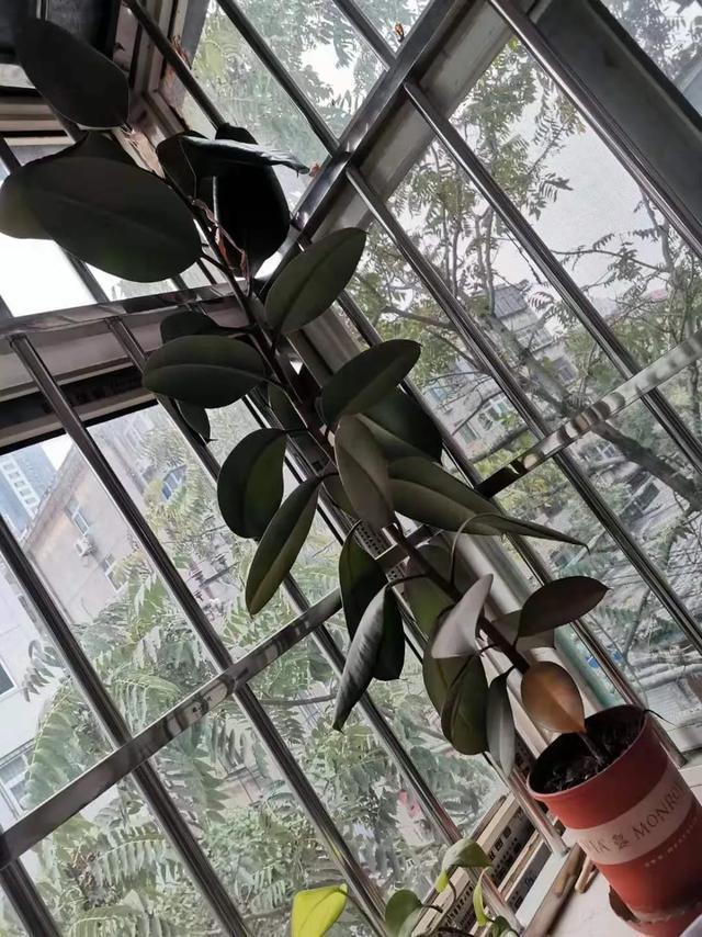 叶子|嫌花长的丑,趁现在砍头,满盆都是新叶子!