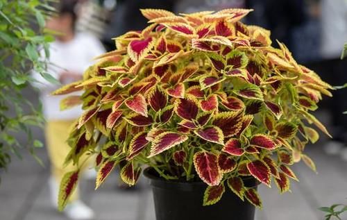 养花:因为土壤呈碱性而引发黄叶问题,就该用这几样“水”解决