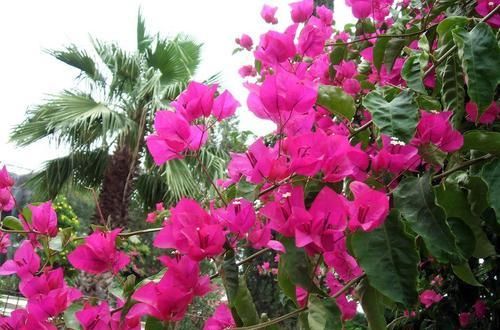  浇水|三角梅全是花没有叶是怎么做到的，看完你也行