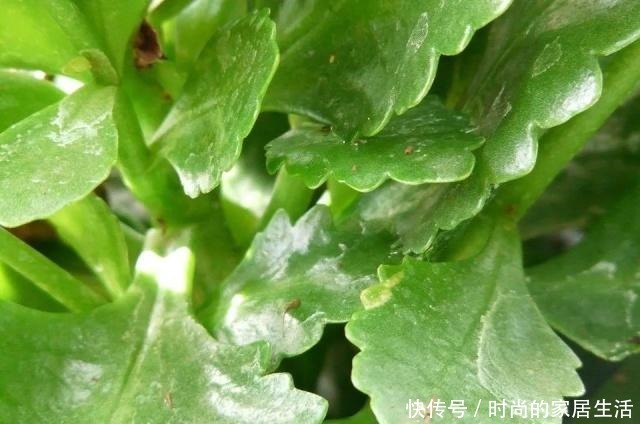 长寿花的叶子发软下垂,可以用这些技巧轻松解决!