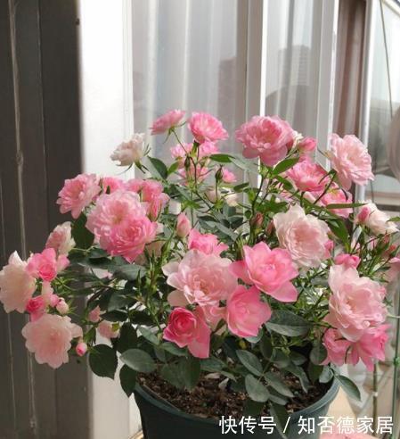 此花号称“开花劳模”,分枝多开花旺,一次能开30朵,是盆栽佳品