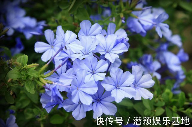 “优良月季”戴尔巴德,花型丰满,丰腴婀娜,可以说是养花首选