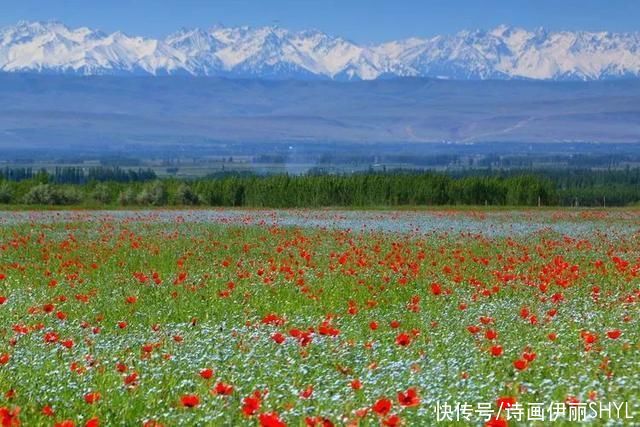 5月伊犁的草原山花烂漫，天山红花无疑是其中最靓丽的一道风景