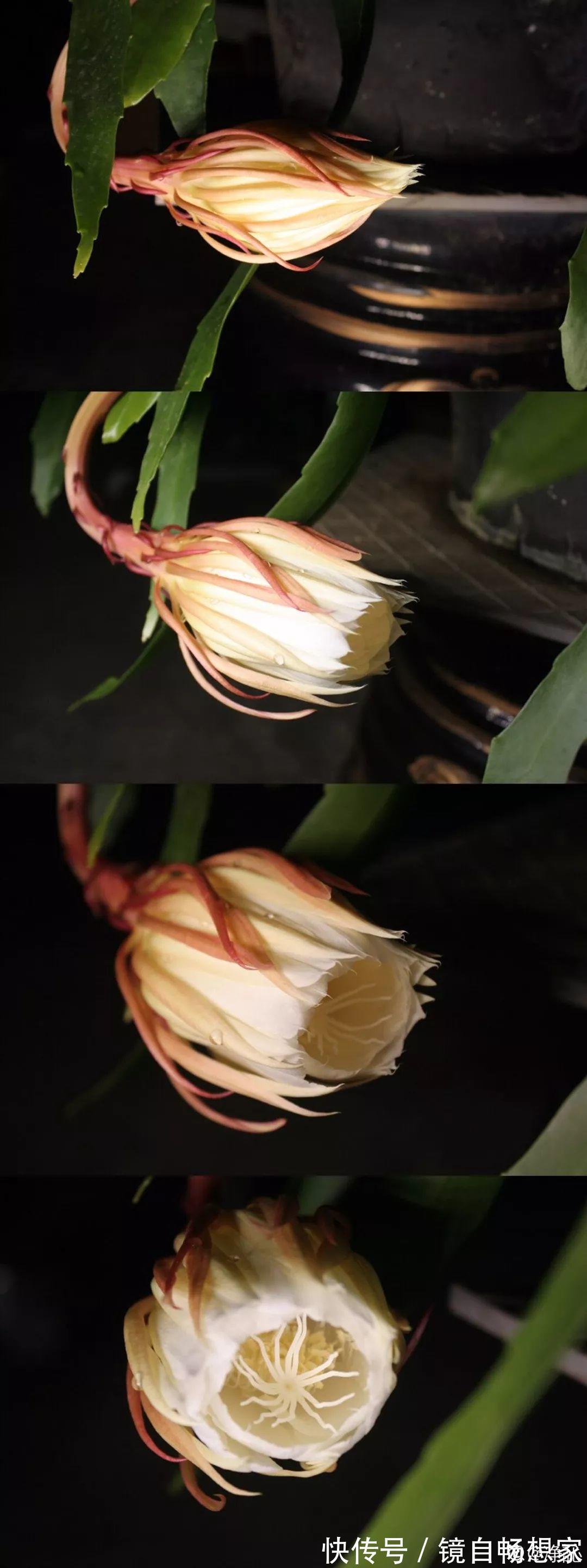 这花真稀罕,刚开花就被掐光了,花钱未必买得到!