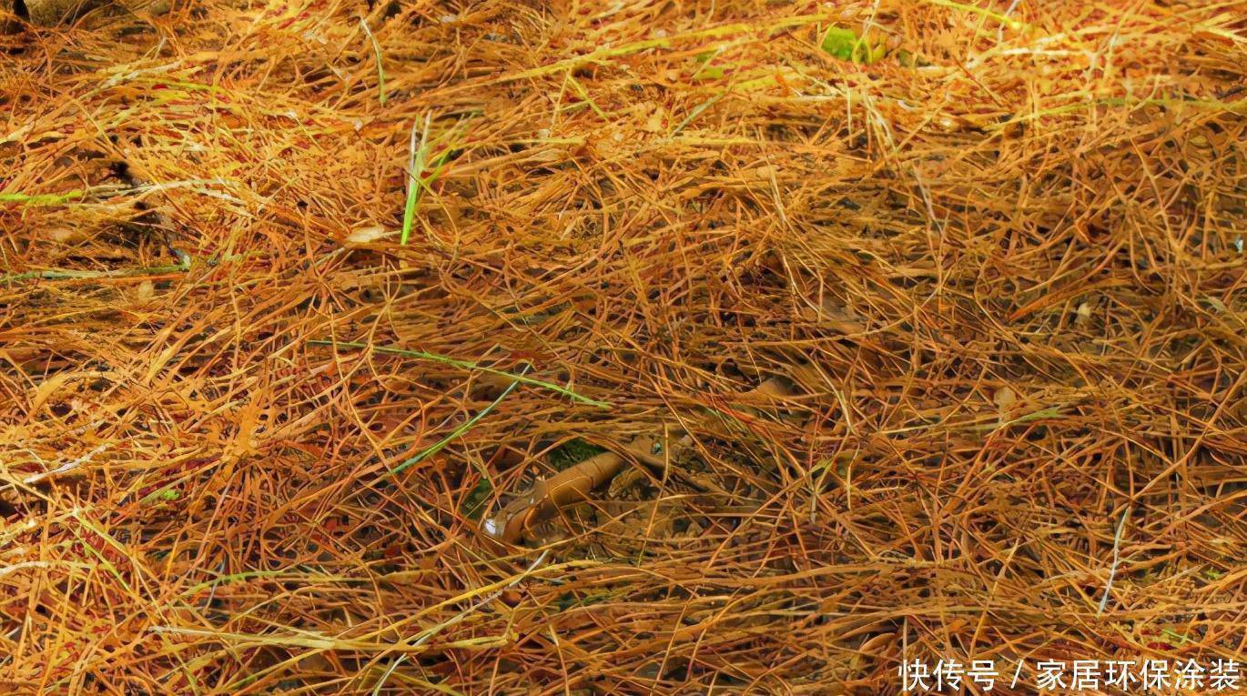 扦插|“花痴”一般有这3个习惯,你中招了吗?