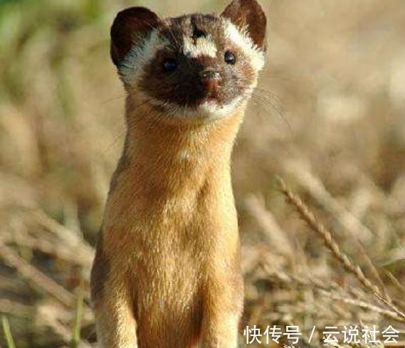 黄鼠狼|为什么农村老人说黄鼠狼不能杀?科学证明,原来并不是迷信