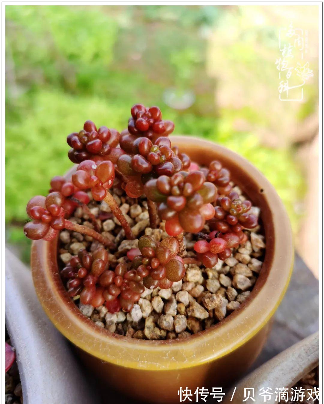 养多肉是喜欢,顺其自然是心境!