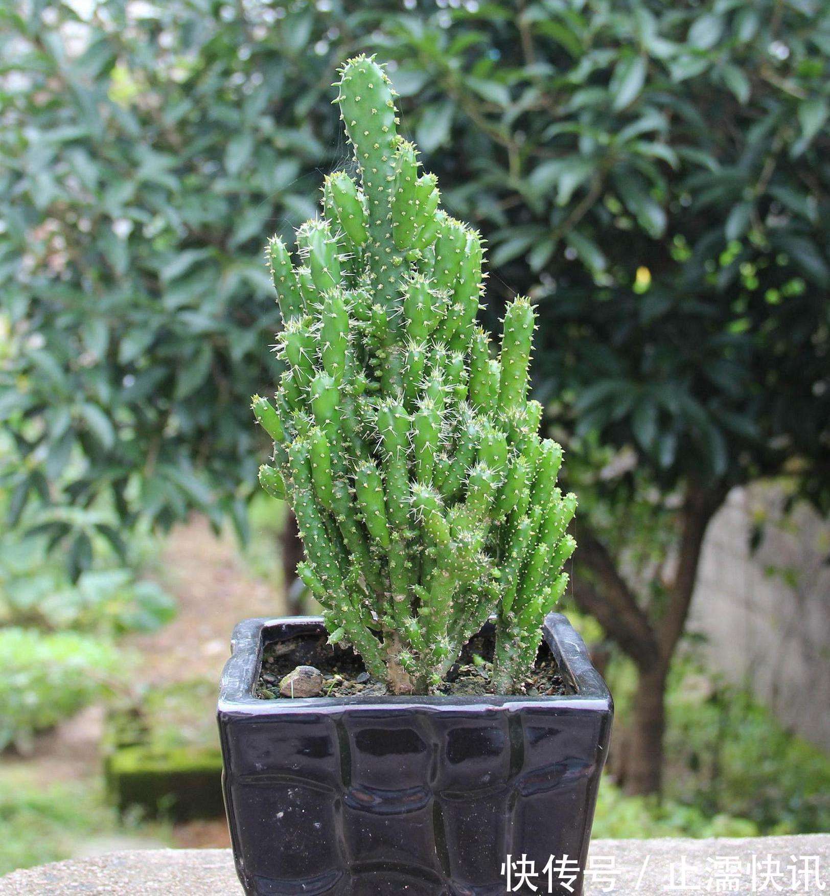 3种长得丑的植物，很多人嫌弃，但聪明人会养，难怪越来越健康！