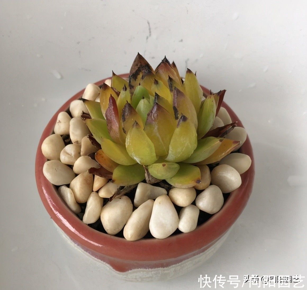 夏天|夏天养多肉，必做这3点，否则就黑腐！原来露养多肉也有缺点