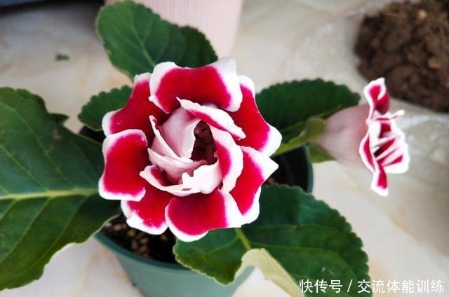 1种花每年开180天,叶子“剁碎”撒盆里,开花比牡丹还大气!