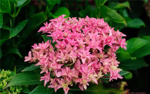 3种花人见人爱，种植容易，一年三季开花，观赏价值高，值得拥有